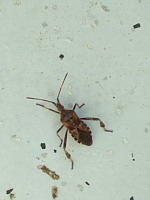 Punaise americaine du pin - Leptoglossus occidentalis (ph. Mrugala F.)(1)